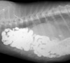 Imagen: core_media/myramar/casos clinicos/hernia diafragmatica/1.jpg